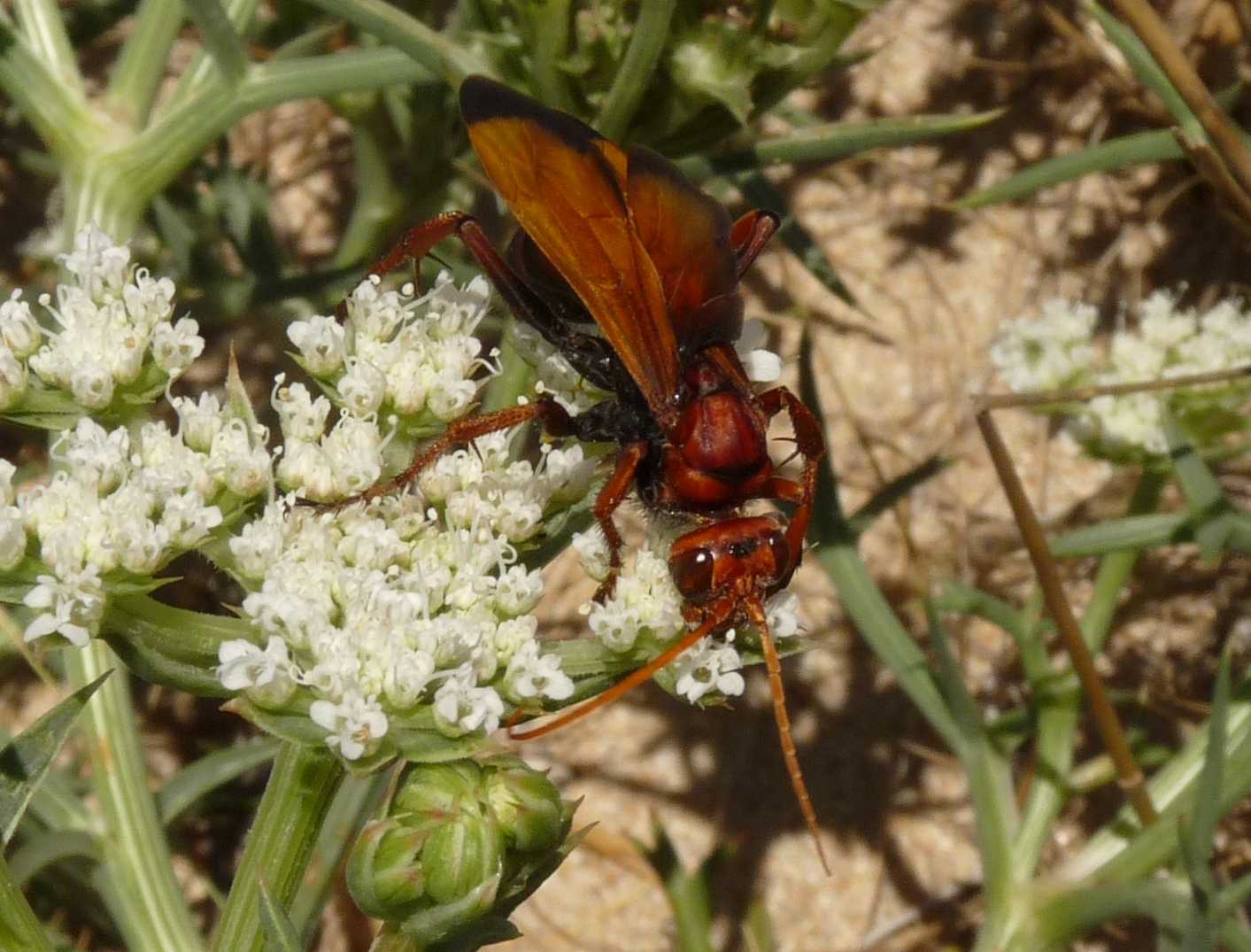 Cryptocheilus rubellus (Pompilidae)